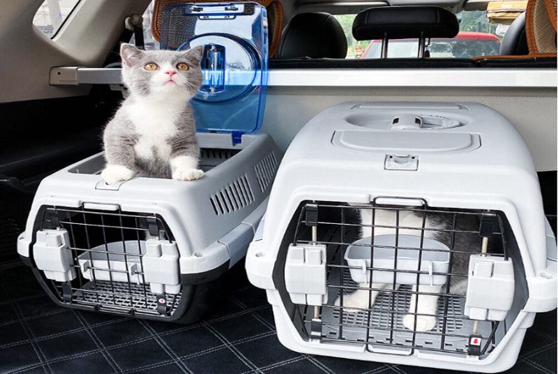 Cần phải chuẩn bị lồng chắc chắn, có thức ăn và nước uống sẵn cho chó mèo trong quá trình vận chuyển